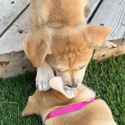 Gabby, a Adoptable Mixed Breed in Calgary, AB image 4/6