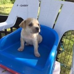 Gabby, a Adoptable Mixed Breed in Calgary, AB image 5/6