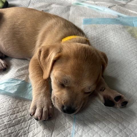 Gabby, a Adoptable Mixed Breed in Calgary, AB image 6/6