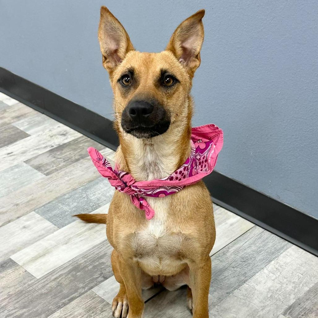 Tawny, Adoptable, Adult Female Mixed Breed.