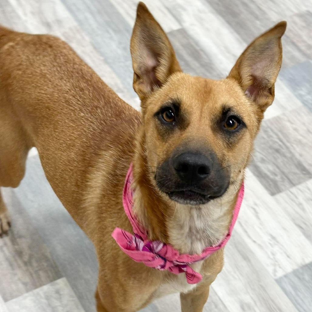 Enlarge Tawny, a Adoptable Mixed Breed in Lufkin, TX image 2/5
