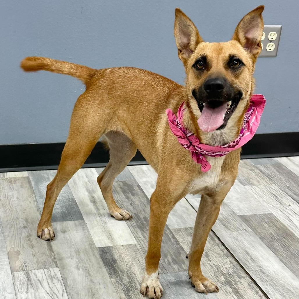 Enlarge Tawny, a Adoptable Mixed Breed in Lufkin, TX image 3/5