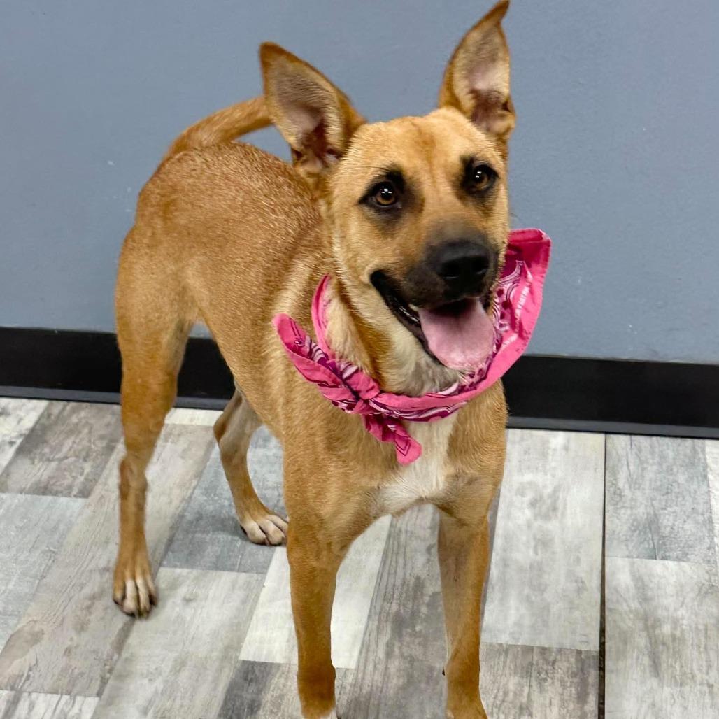 Enlarge Tawny, a Adoptable Mixed Breed in Lufkin, TX image 4/5