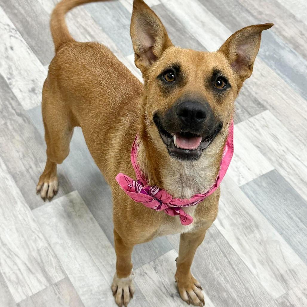 Enlarge Tawny, a Adoptable Mixed Breed in Lufkin, TX image 5/5