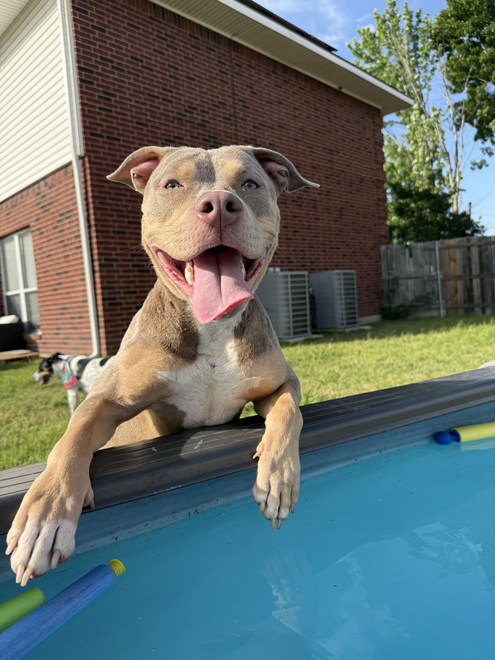 Willow, Adopted, Adult Female American Staffordshire Terrier & Pit Bull Terrier.