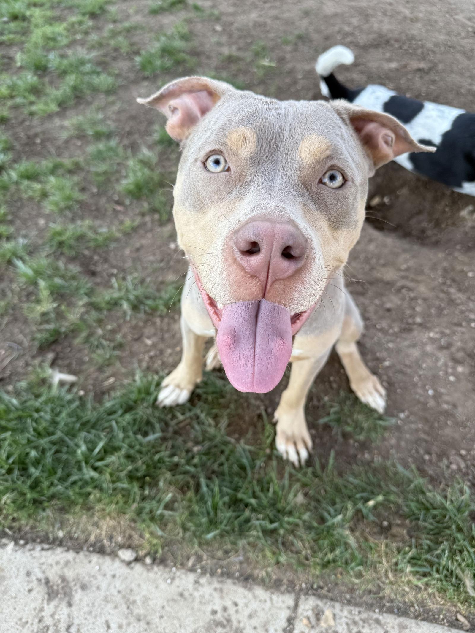 Enlarge Willow, a Adopted mixed breed in Bangs, TX image 2/3