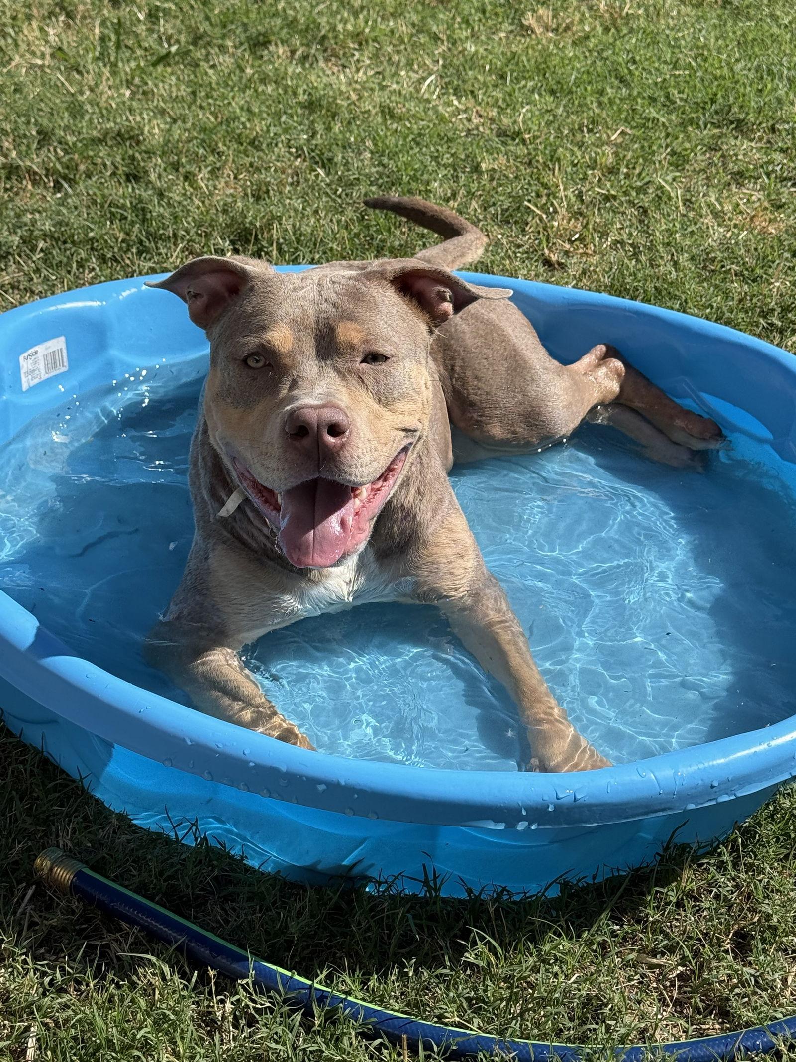 Enlarge Willow, a Adopted mixed breed in Bangs, TX image 3/3