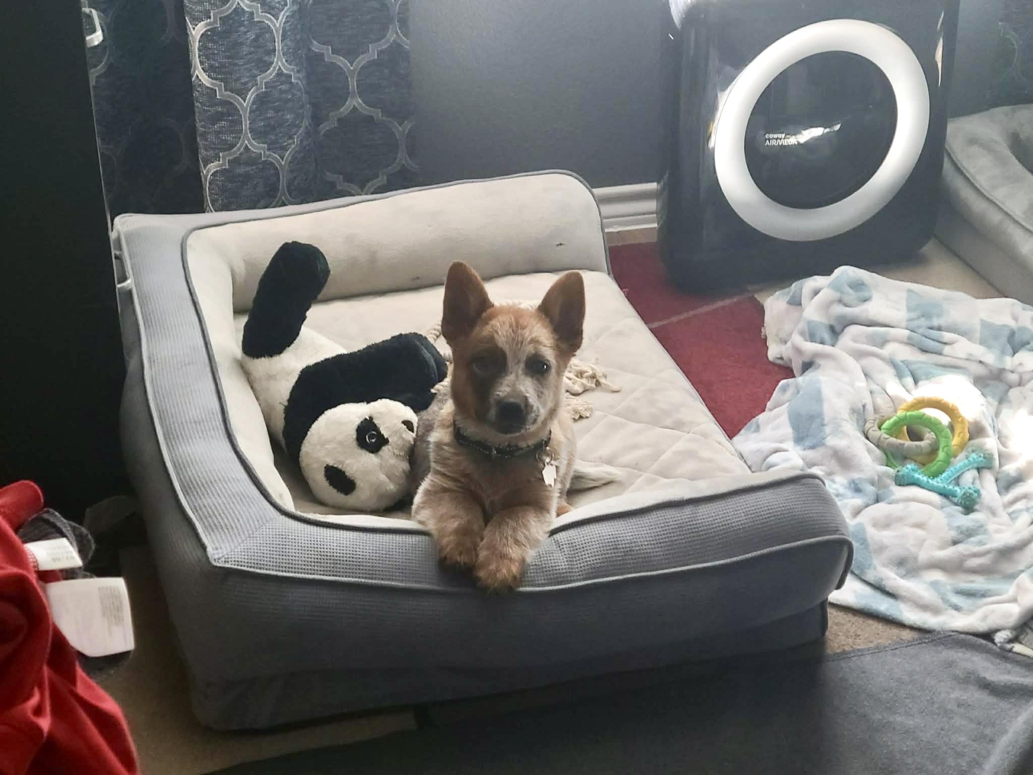 Enlarge Radney, an adopted Australian Cattle Dog / Blue Heeler in Springtown , TX image 3/5