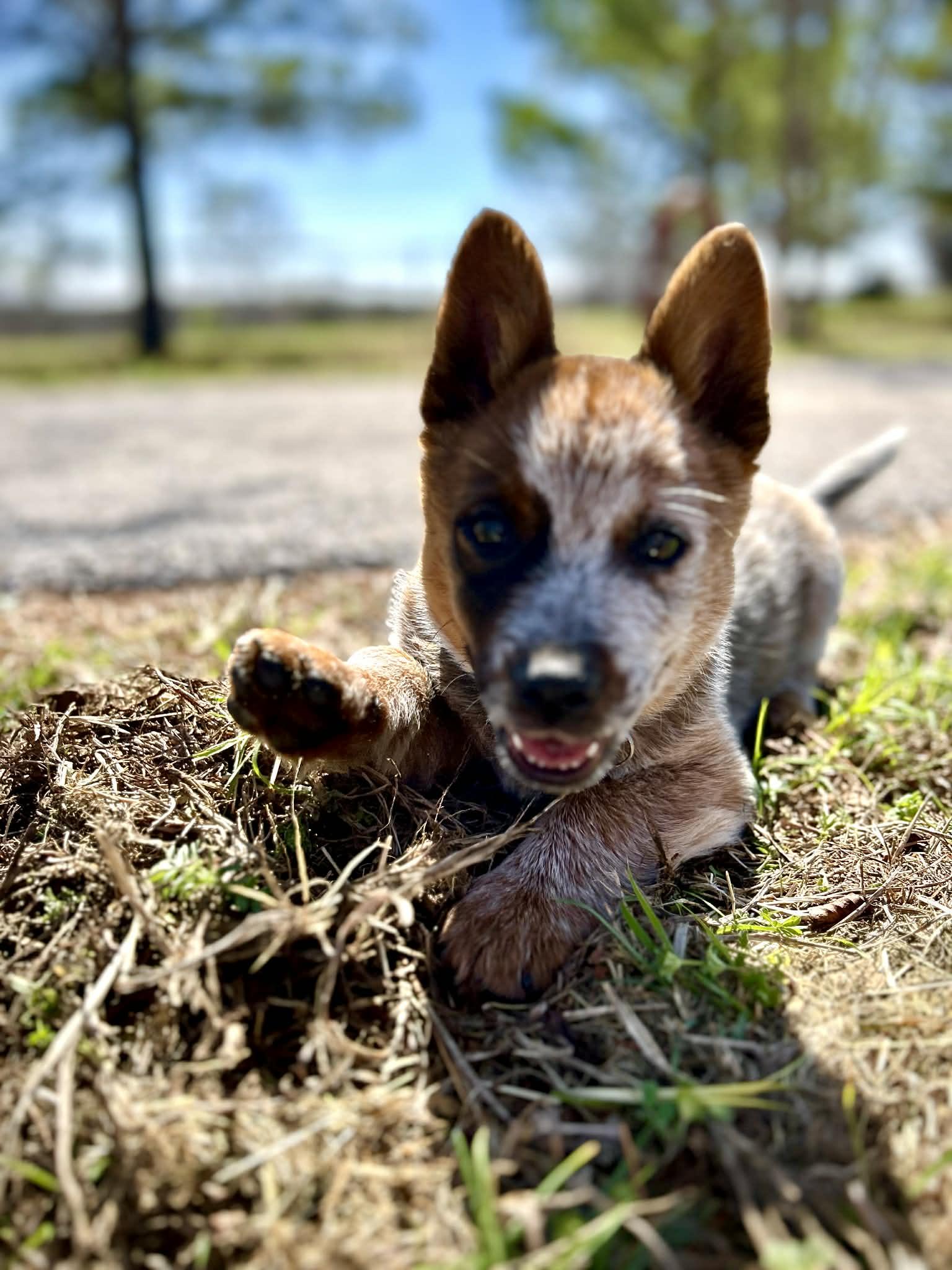 Enlarge Radney, an adopted Australian Cattle Dog / Blue Heeler in Springtown , TX image 4/5