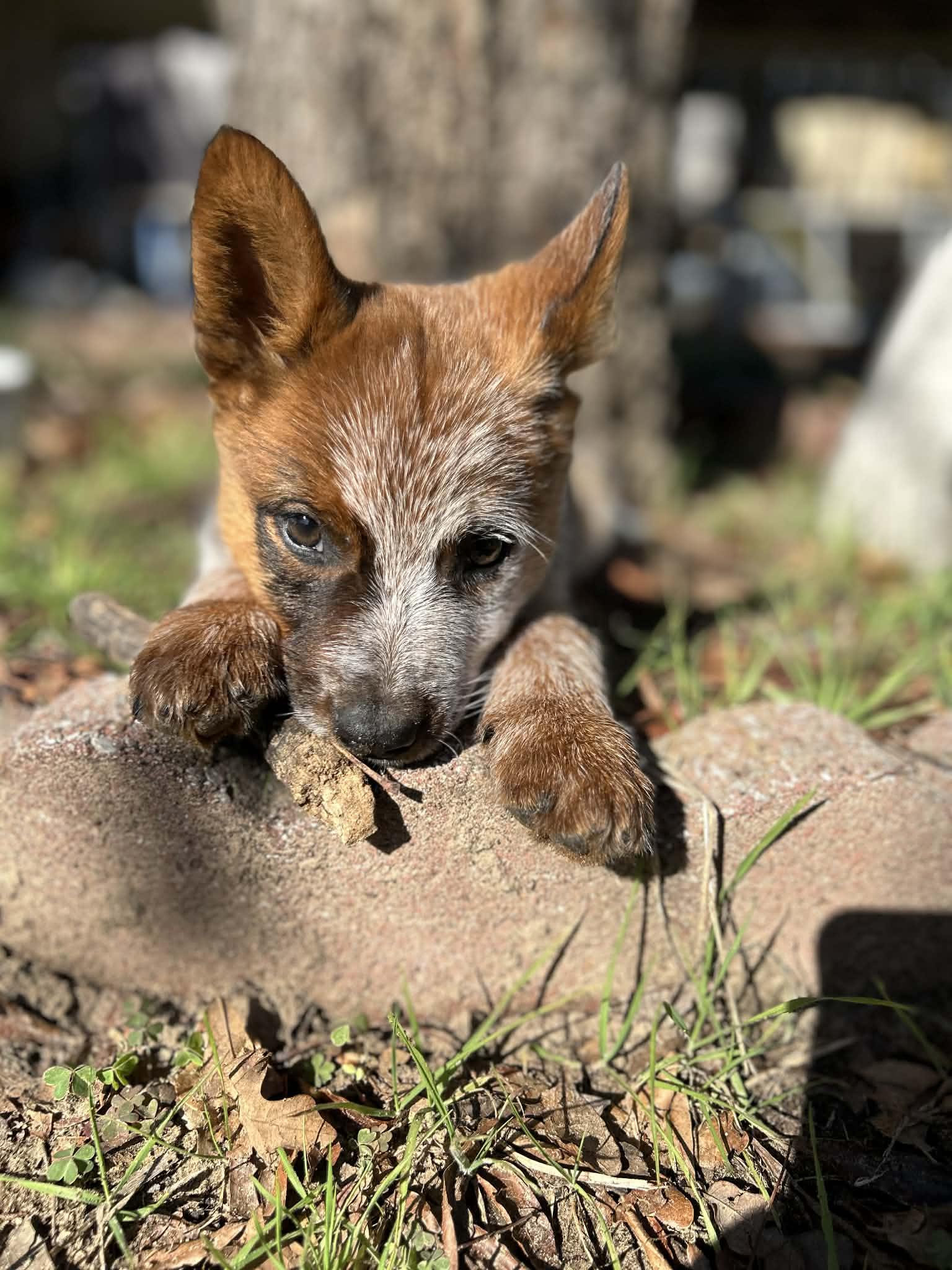 Enlarge Radney, an adopted Australian Cattle Dog / Blue Heeler in Springtown , TX image 5/5