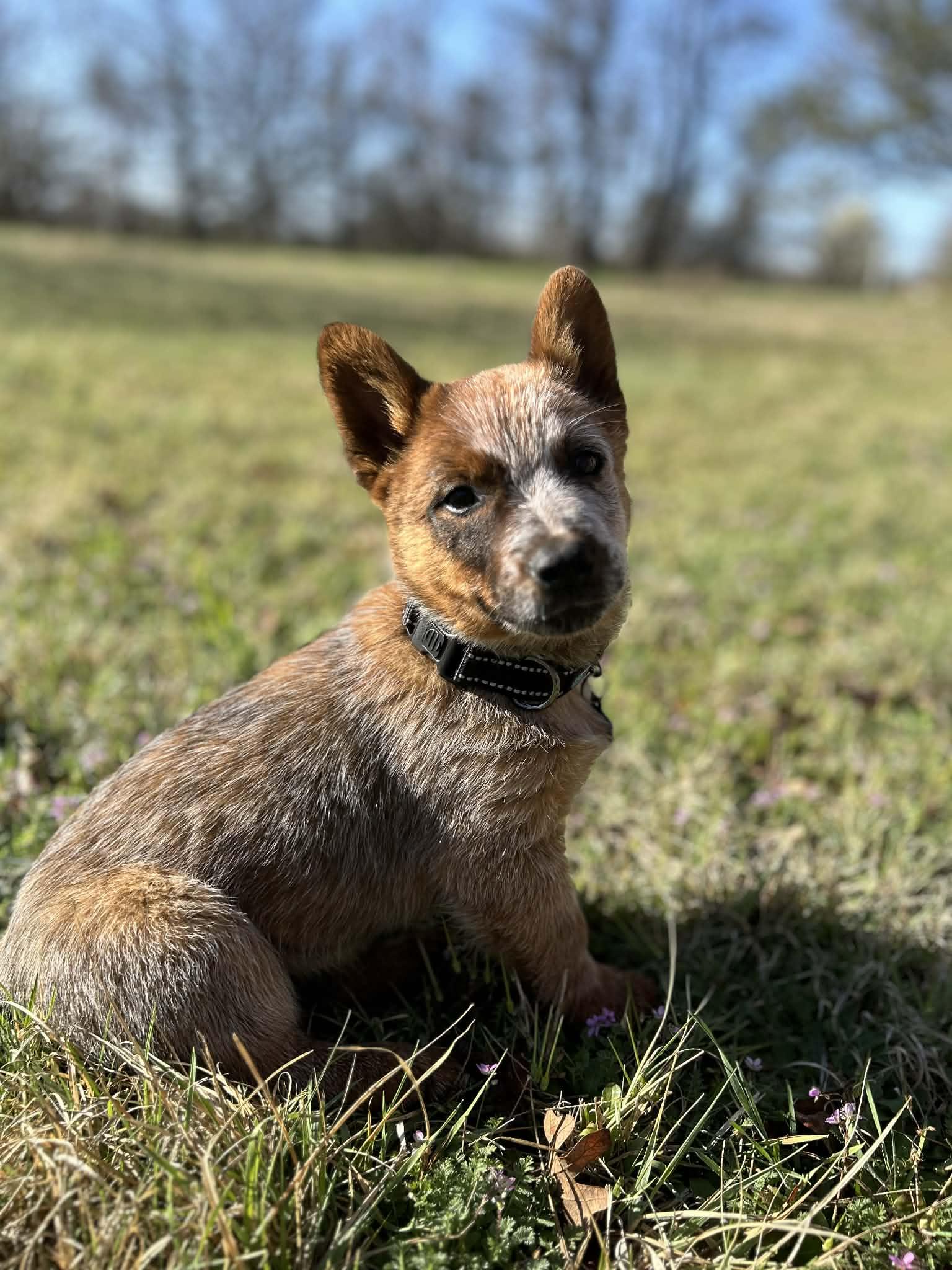 Enlarge Radney, an adopted Australian Cattle Dog / Blue Heeler in Springtown , TX image 2/5
