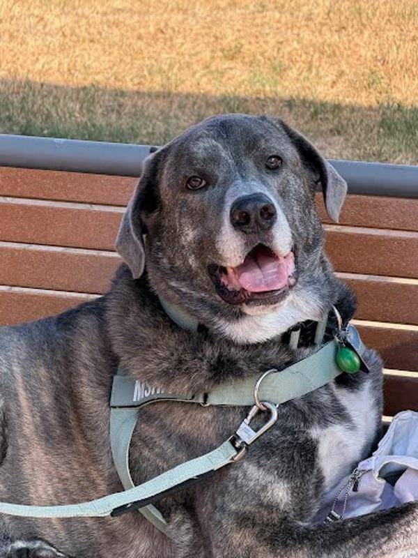 Misha, Adoptable, Adult Male Great Pyrenees & Neapolitan Mastiff.