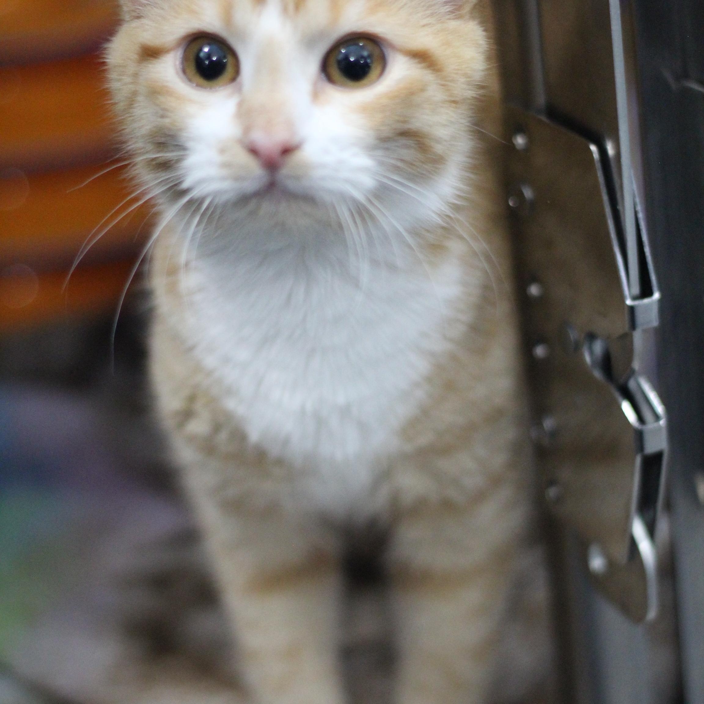 Enlarge Cheezy, an adopted Domestic Short Hair in Ottumwa, IA image 1/1