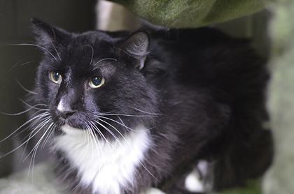 Whisp — thumbnail 2