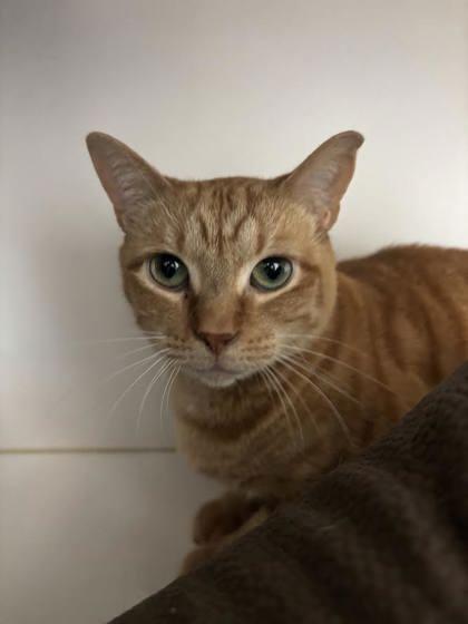 Mango, Adoptable, Adult Male Domestic Short Hair & Domestic Short Hair.