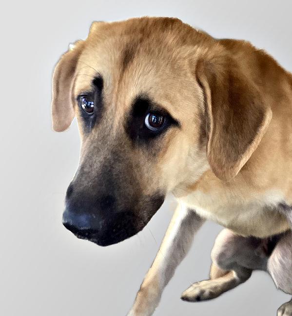 The General, a Adopted mixed breed in Reston, VA image 3/6