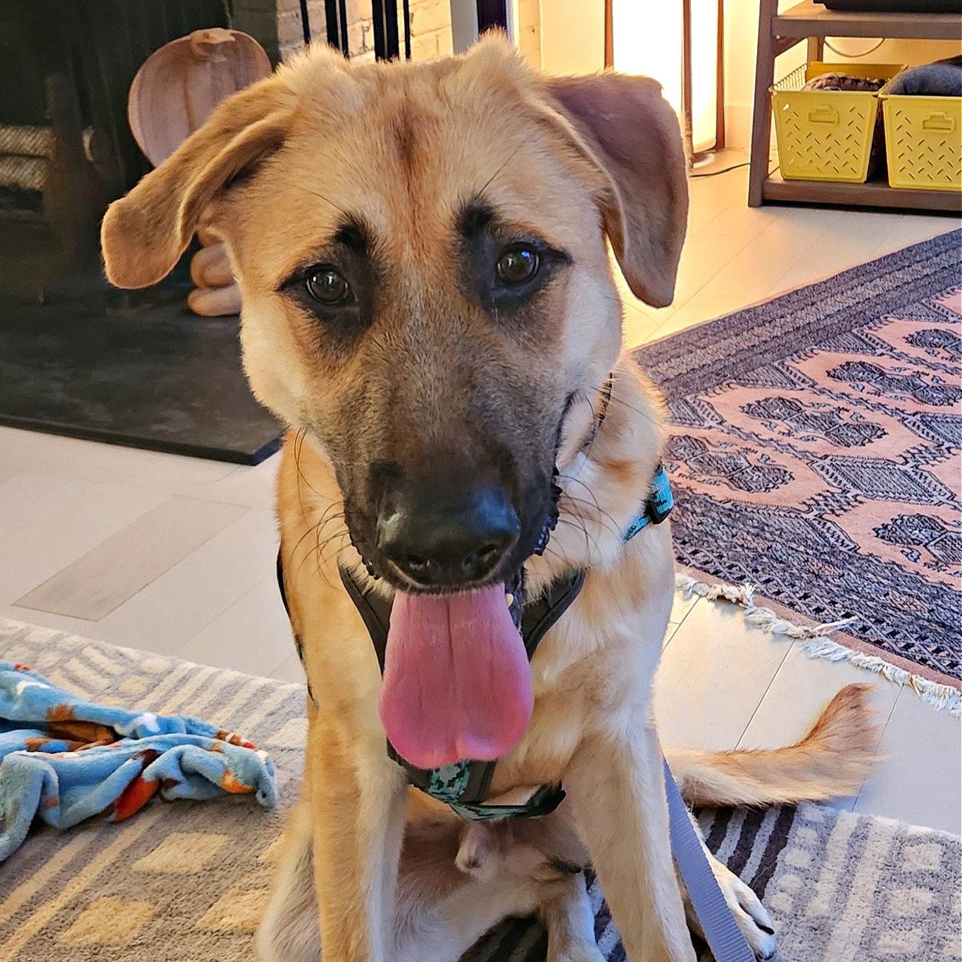 The General, a Adopted mixed breed in Reston, VA image 1/6