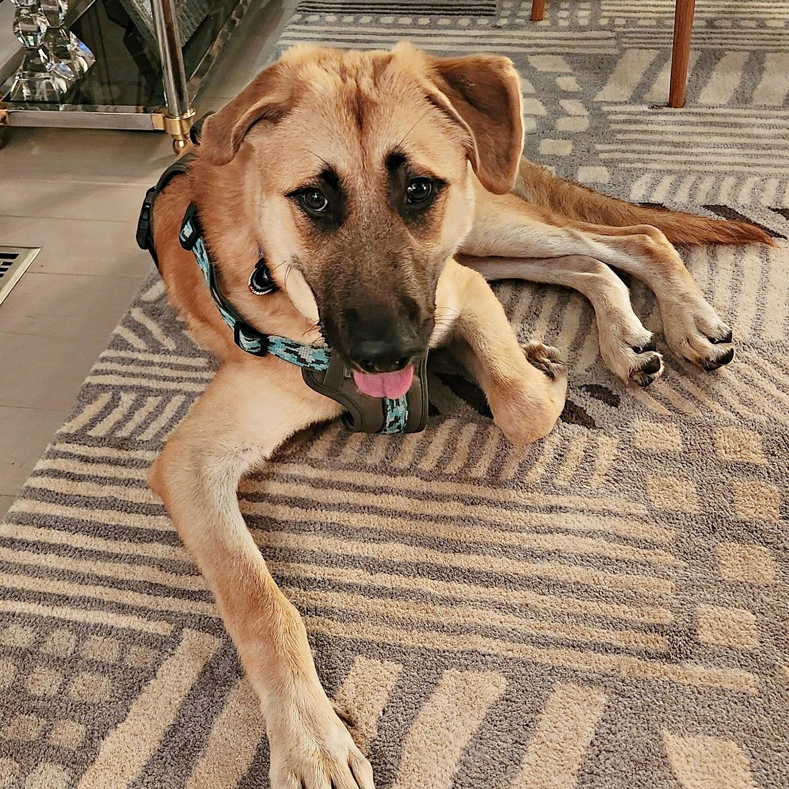 The General, a Adopted mixed breed in Reston, VA image 6/6