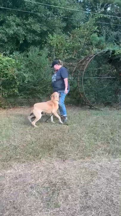 Enlarge The General, a Adopted mixed breed in Reston, VA video 5/6