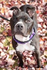 Enlarge Benny, a Adoptable Mixed Breed in Manitowoc, WI image 1/1