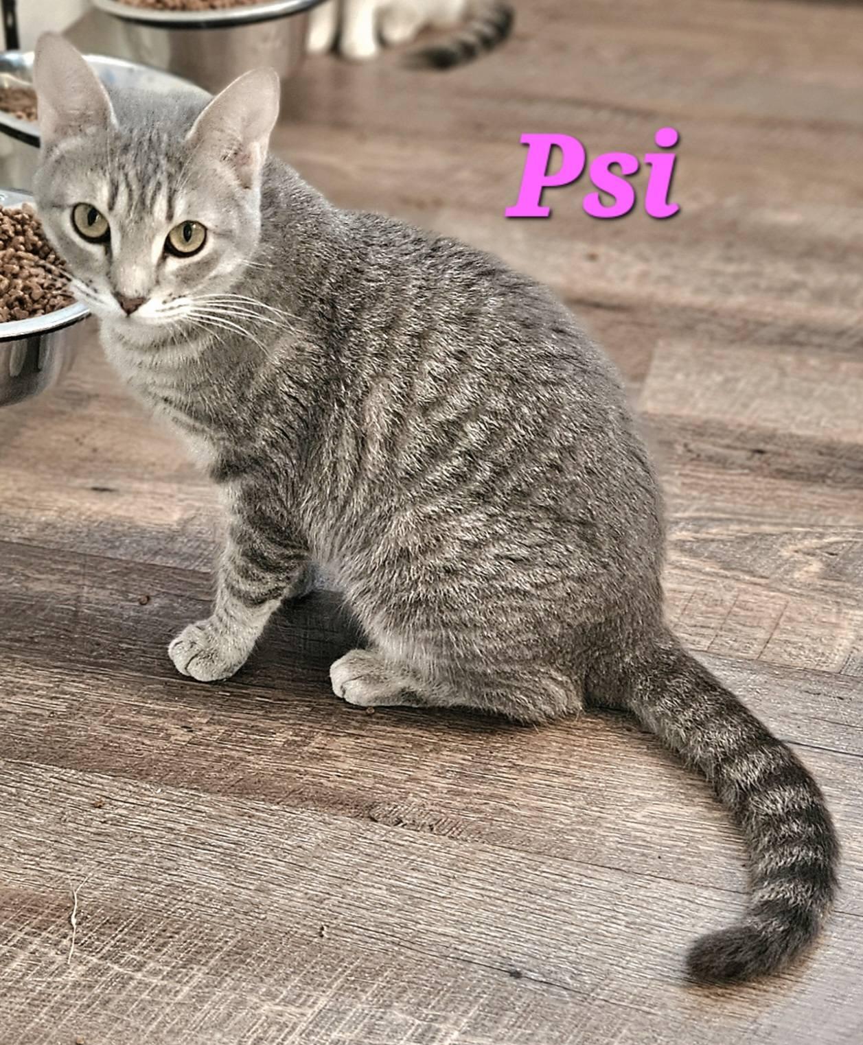 Psi, adopted, Young Female Tabby.