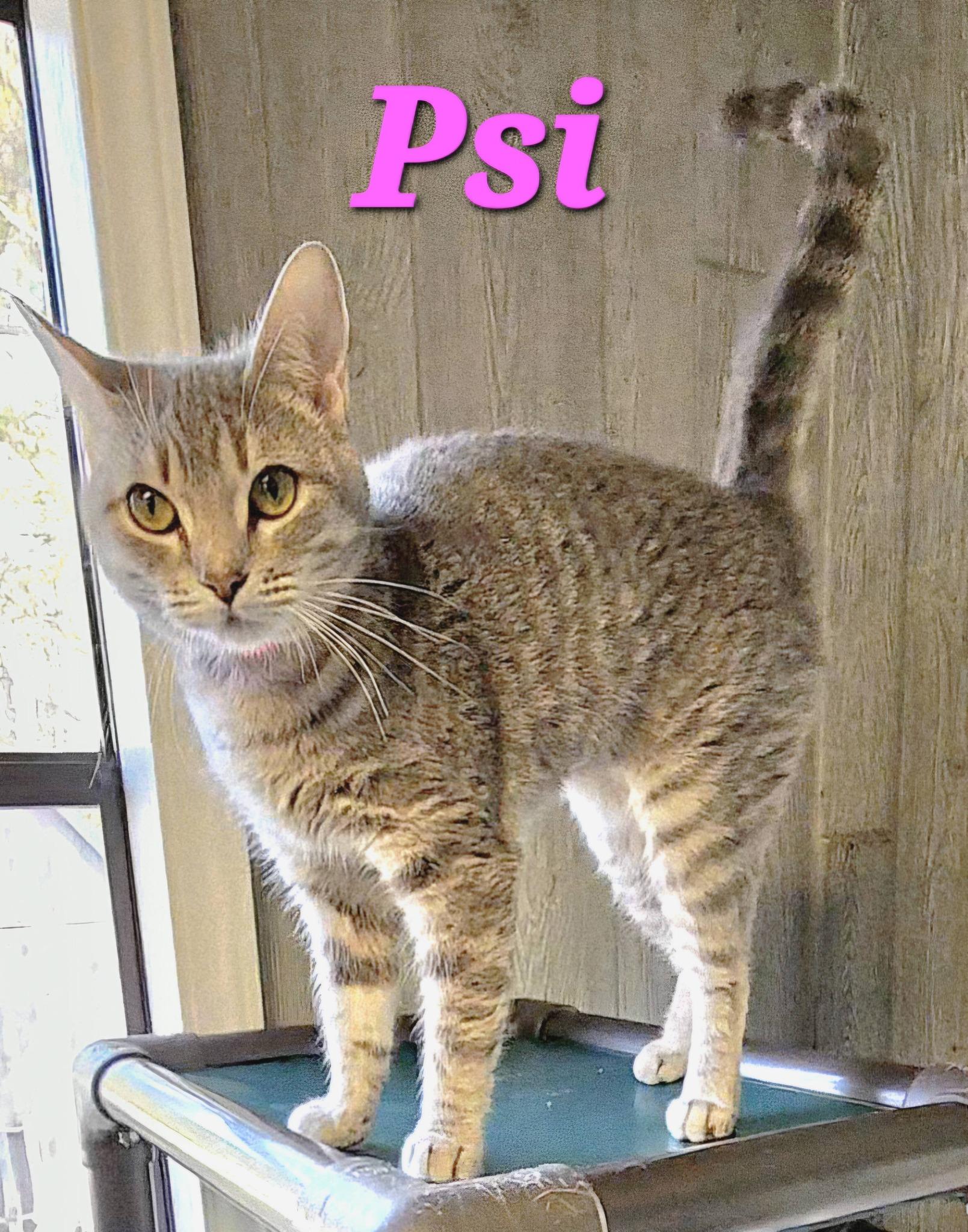 Enlarge Psi, an adopted Tabby in Macon, GA image 2/2
