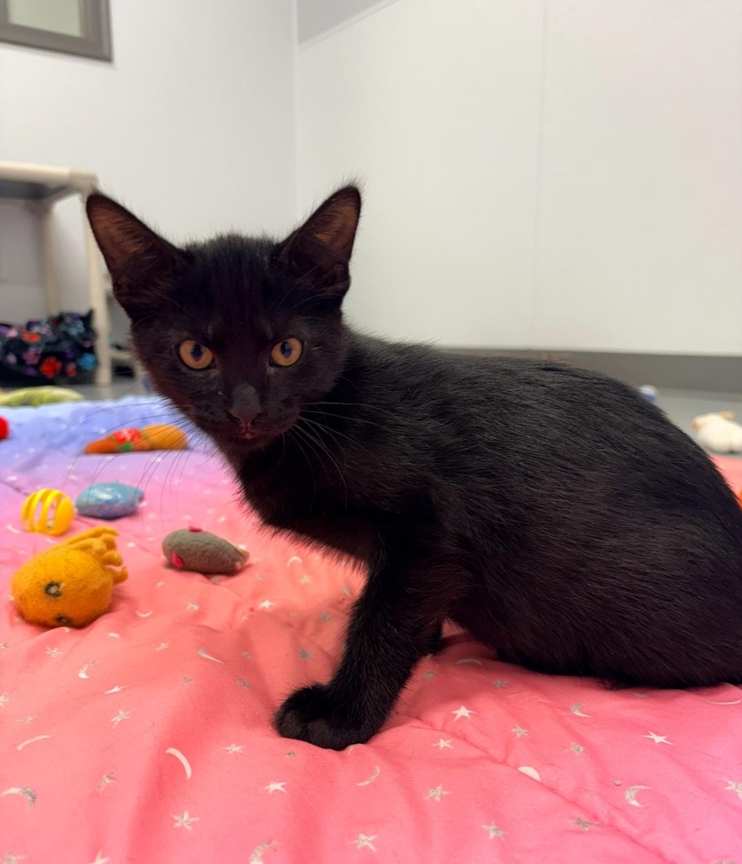 Gavin - Pet Supplies Plus, Adoptable, Kitten Male Domestic Short Hair.