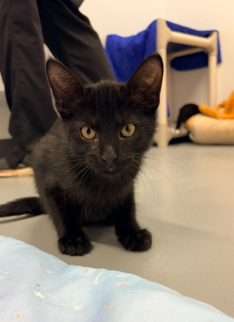 Enlarge Gavin - Pet Supplies Plus, a Adopted Domestic Short Hair in Kalamazoo, MI image 2/2