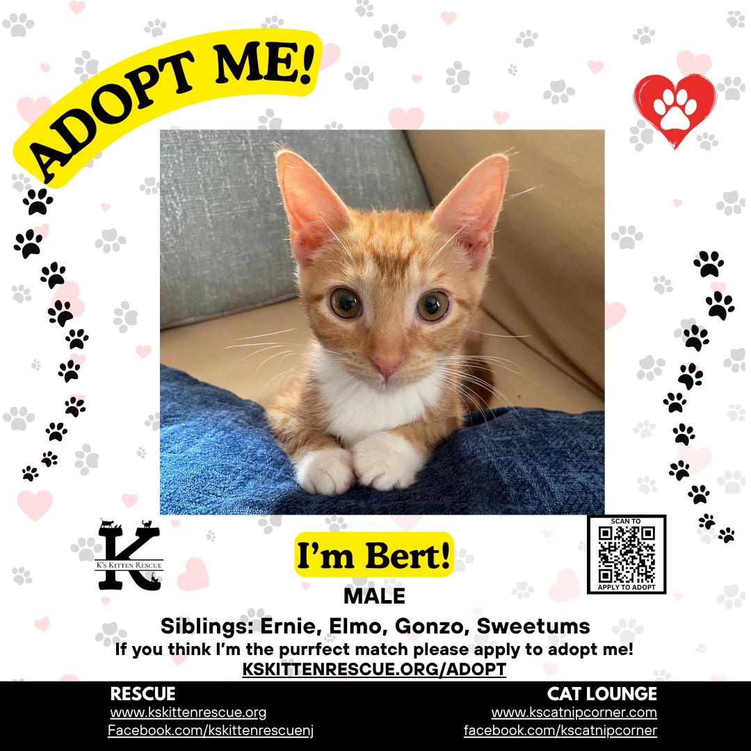 Bert, Adopted, Kitten Male Domestic Short Hair.