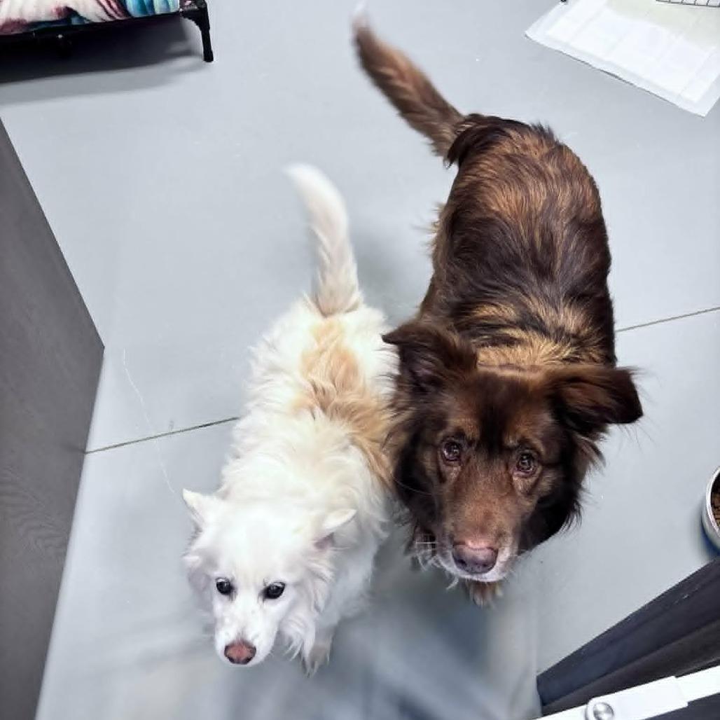 Enlarge Butch aka Boston, a Adoptable Australian Shepherd in Ada, MN image 1/3