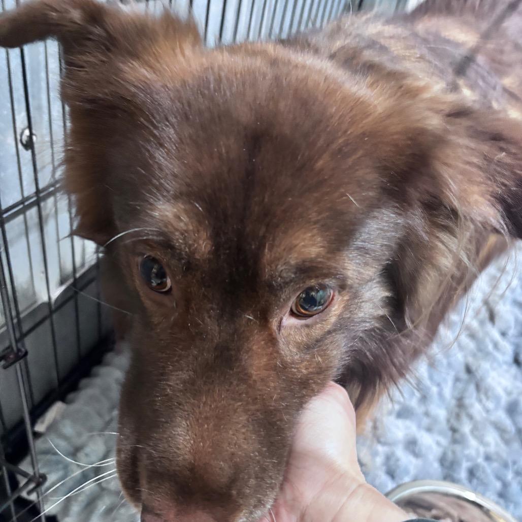 Enlarge Butch aka Boston, a Adoptable Australian Shepherd in Ada, MN image 2/3