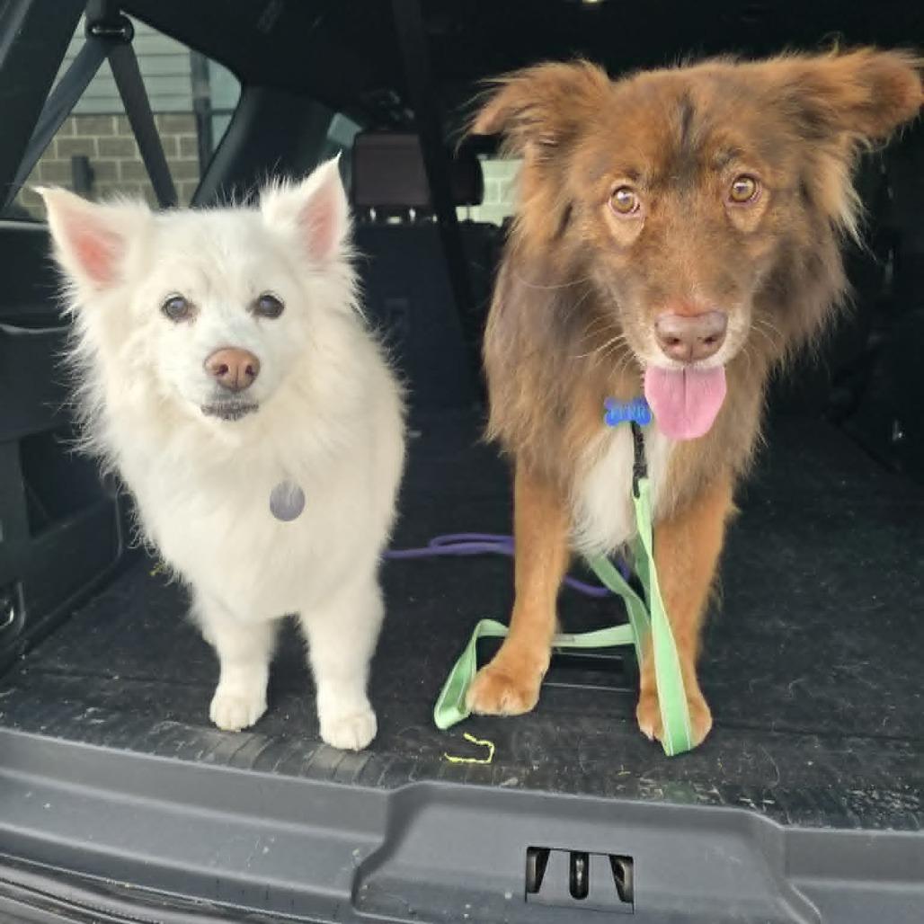 Enlarge Butch aka Boston, a Adoptable Australian Shepherd in Ada, MN image 3/3