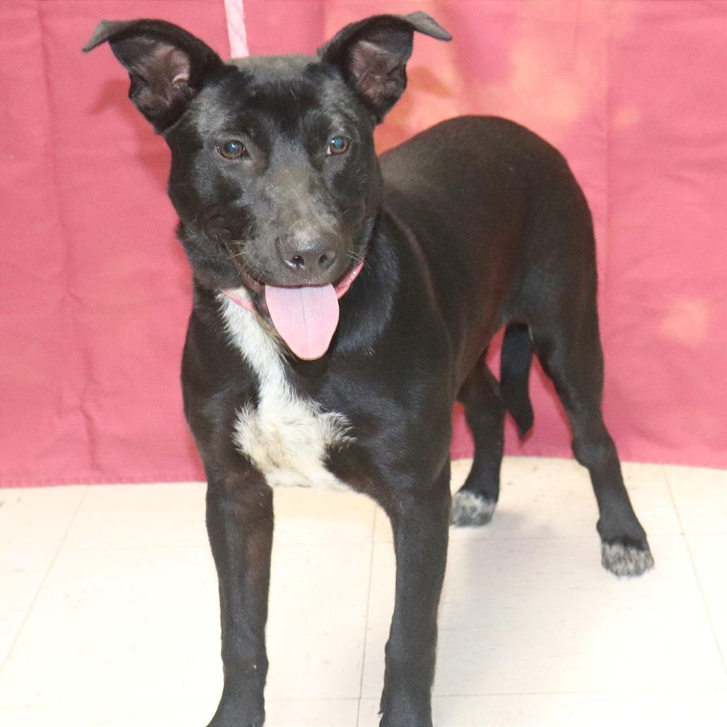Ally, Adoptable, Young Female Mixed Breed.