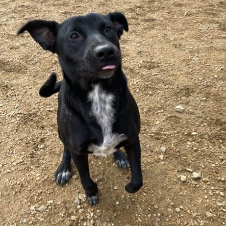 Ally, a Adoptable Mixed Breed in Bentonville, AR image 2/3