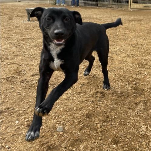 Ally, a Adoptable Mixed Breed in Bentonville, AR image 3/3