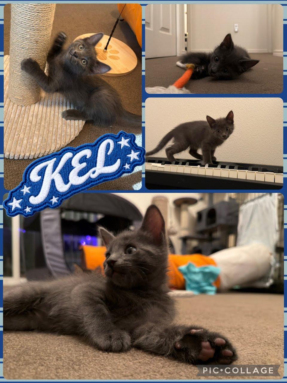 Enlarge Kel, a Adoptable Domestic Short Hair in Newberg, OR image 1/1