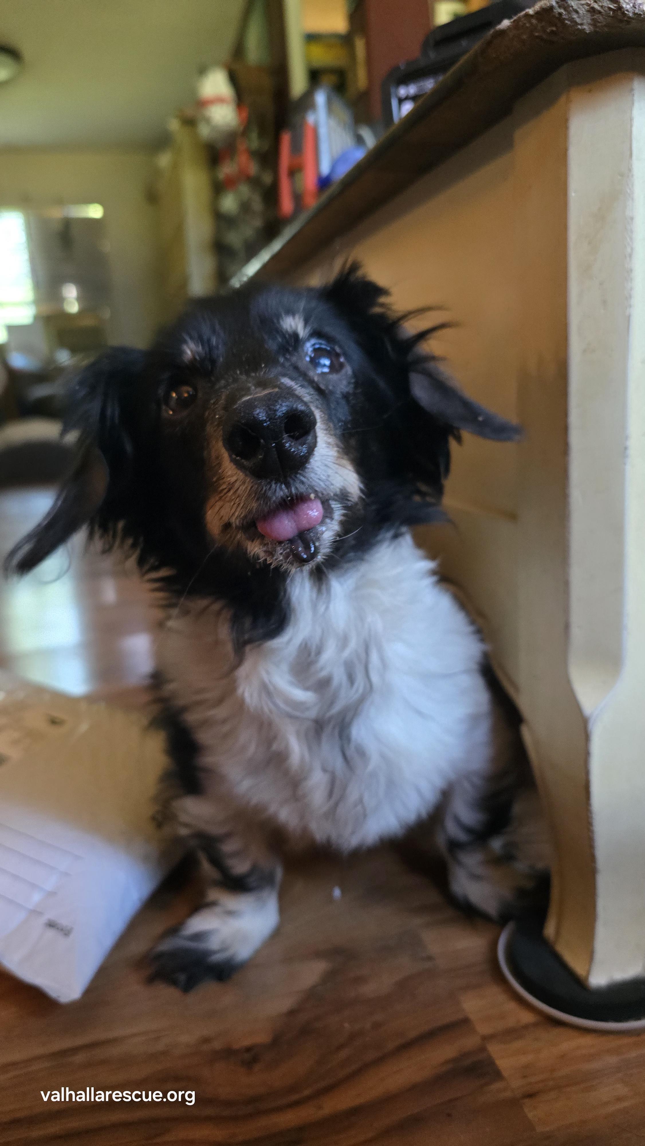Major Thom, Senior Male Dachshund