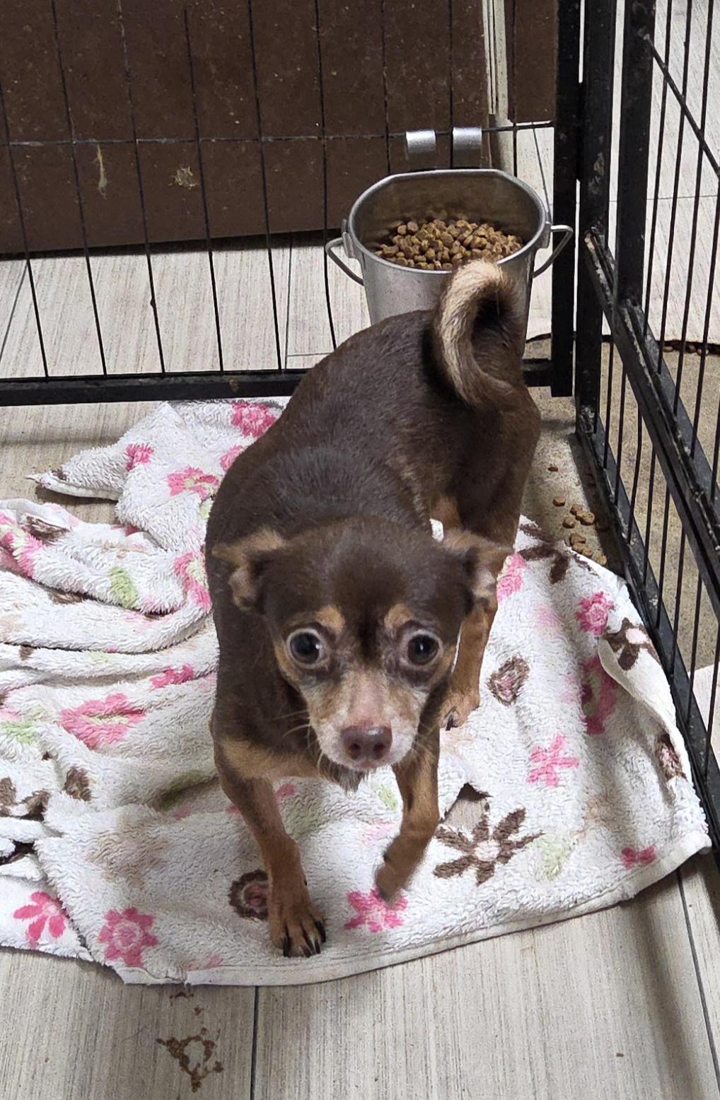 Enlarge SHORTY and BEASTY, a ADOPTABLE Chihuahua in Chicopee, MA image 3/4