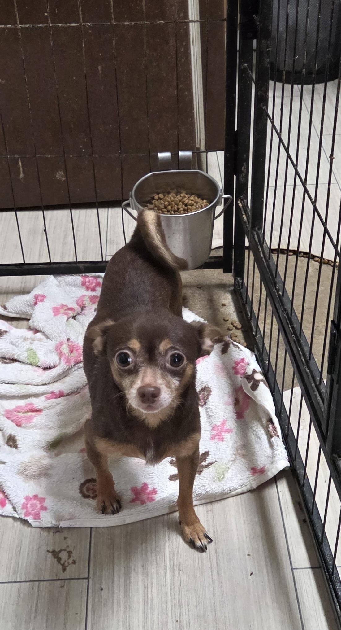 Enlarge SHORTY and BEASTY, a ADOPTABLE Chihuahua in Chicopee, MA image 4/4