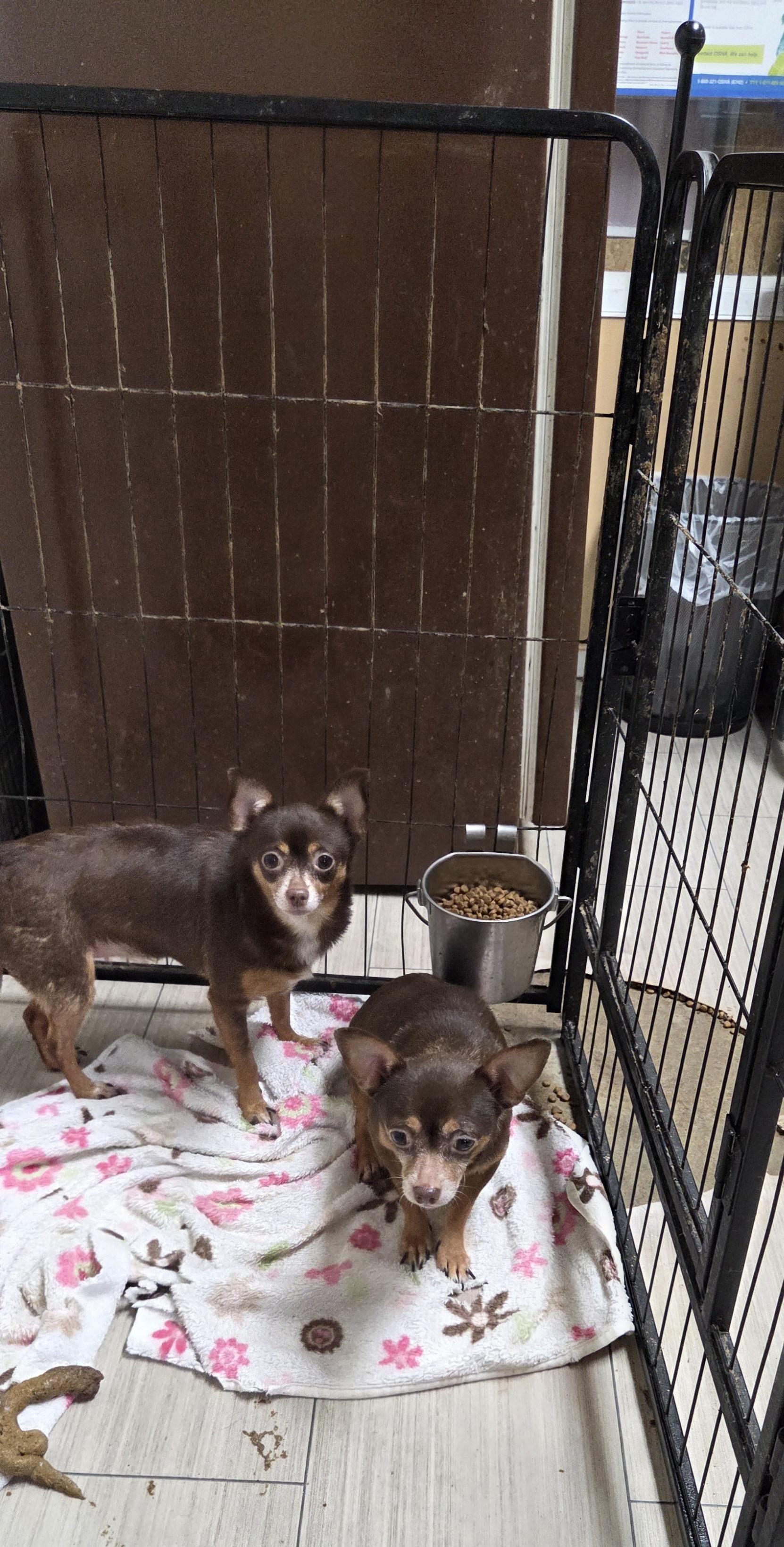 Enlarge SHORTY and BEASTY, a ADOPTABLE Chihuahua in Chicopee, MA image 2/4