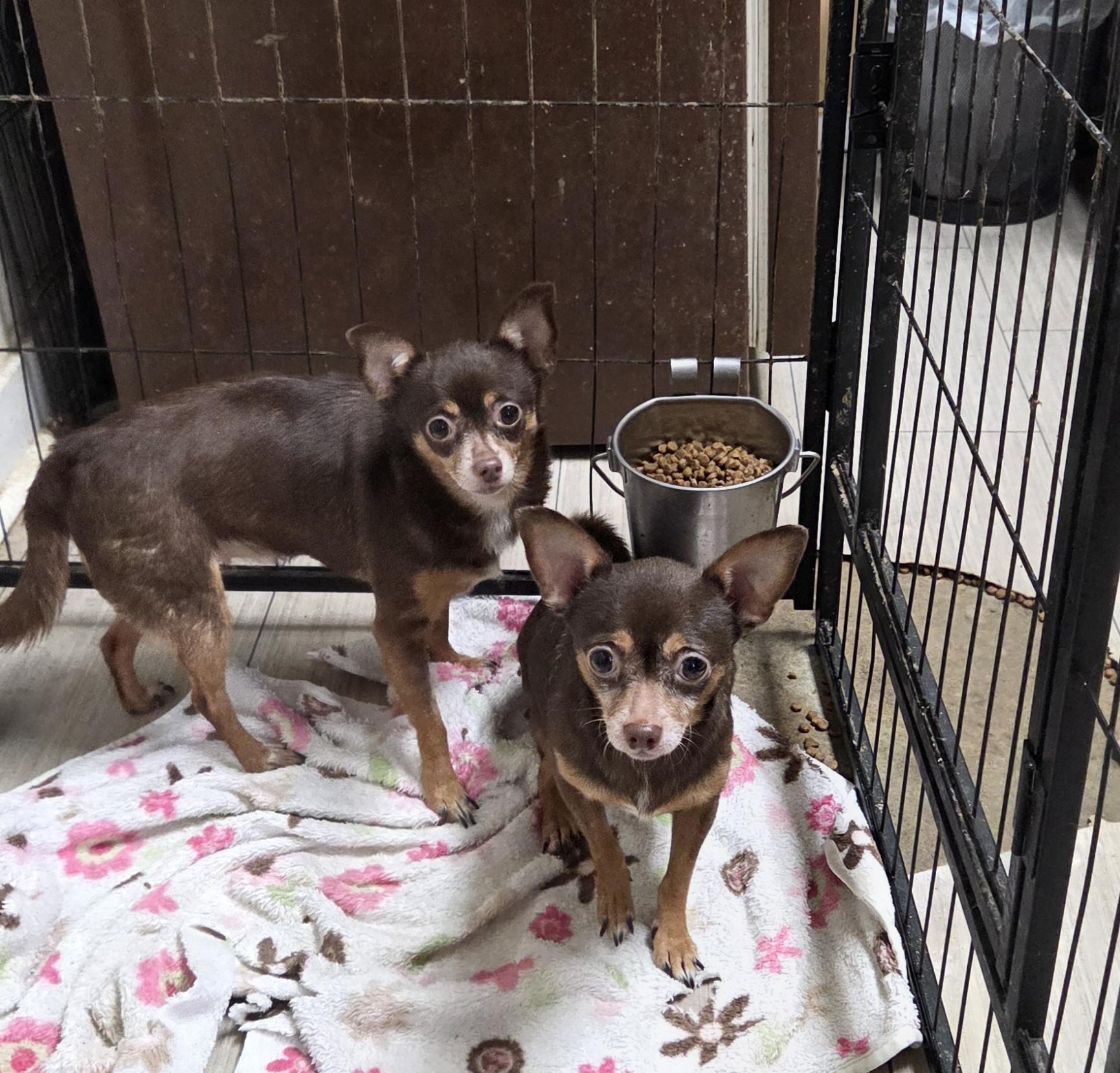 SHORTY and BEASTY, ADOPTABLE, Adult Male Chihuahua.