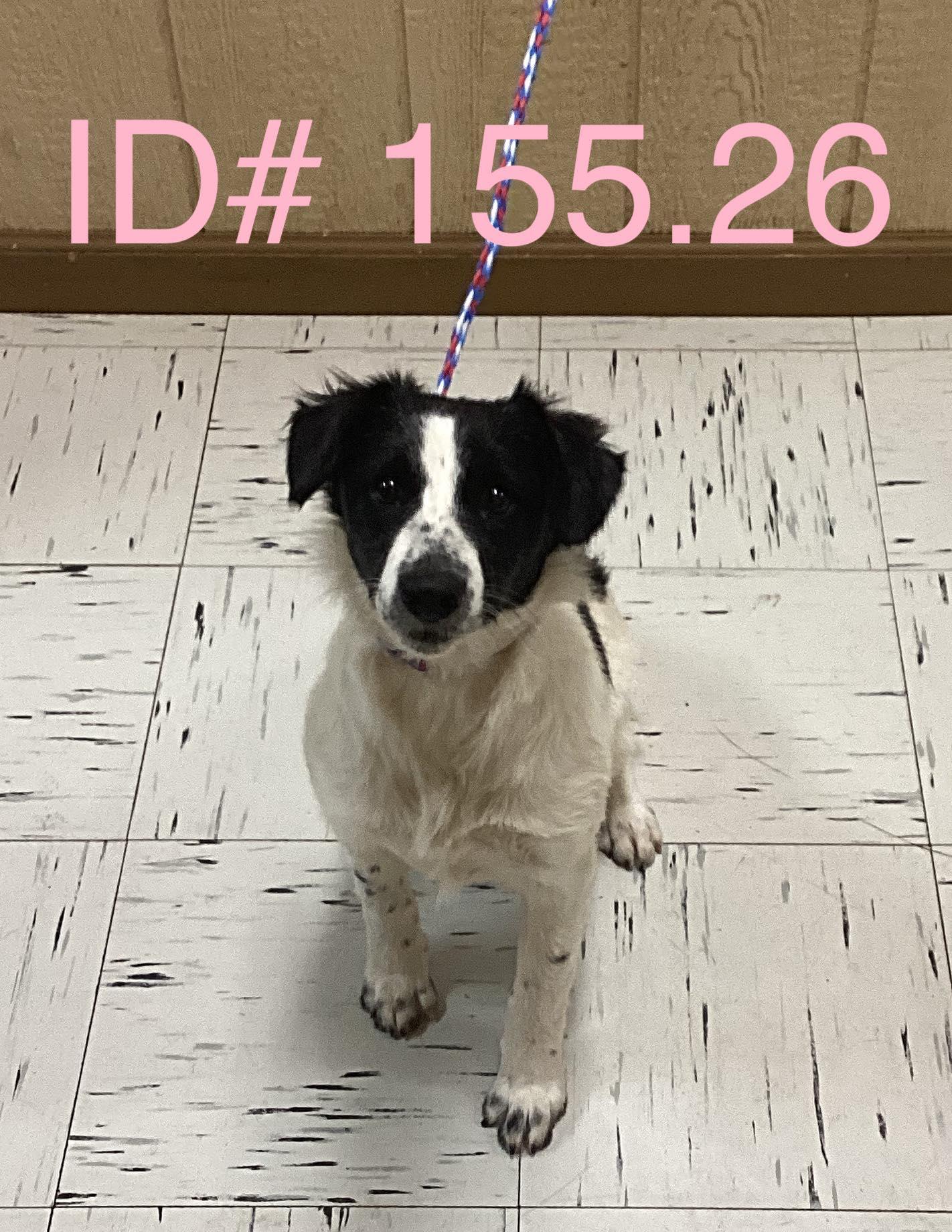 ID#155.26, ADOPTABLE, Young Female Border Collie.