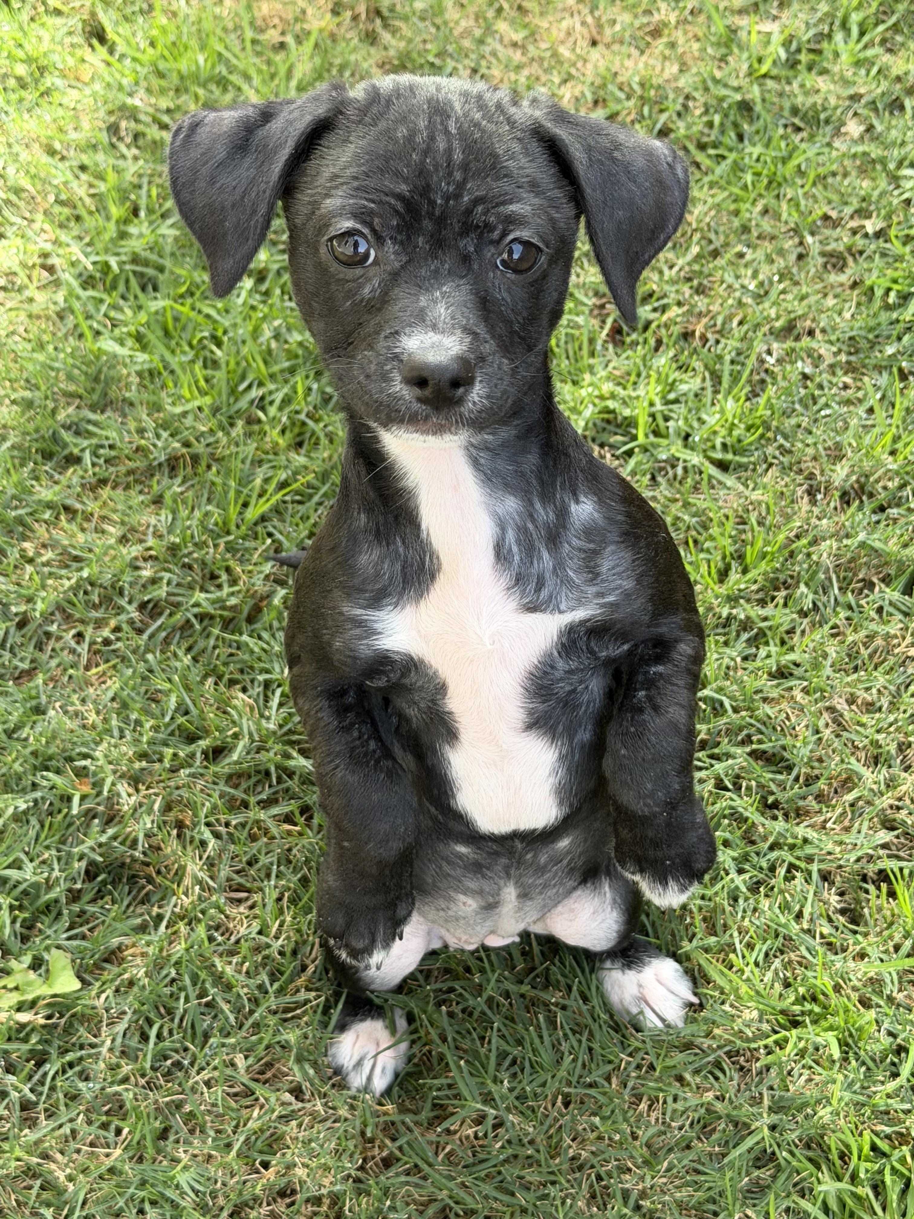 Enlarge Brooks, an adopted mixed breed in Corona Del Mar, CA image 2/4