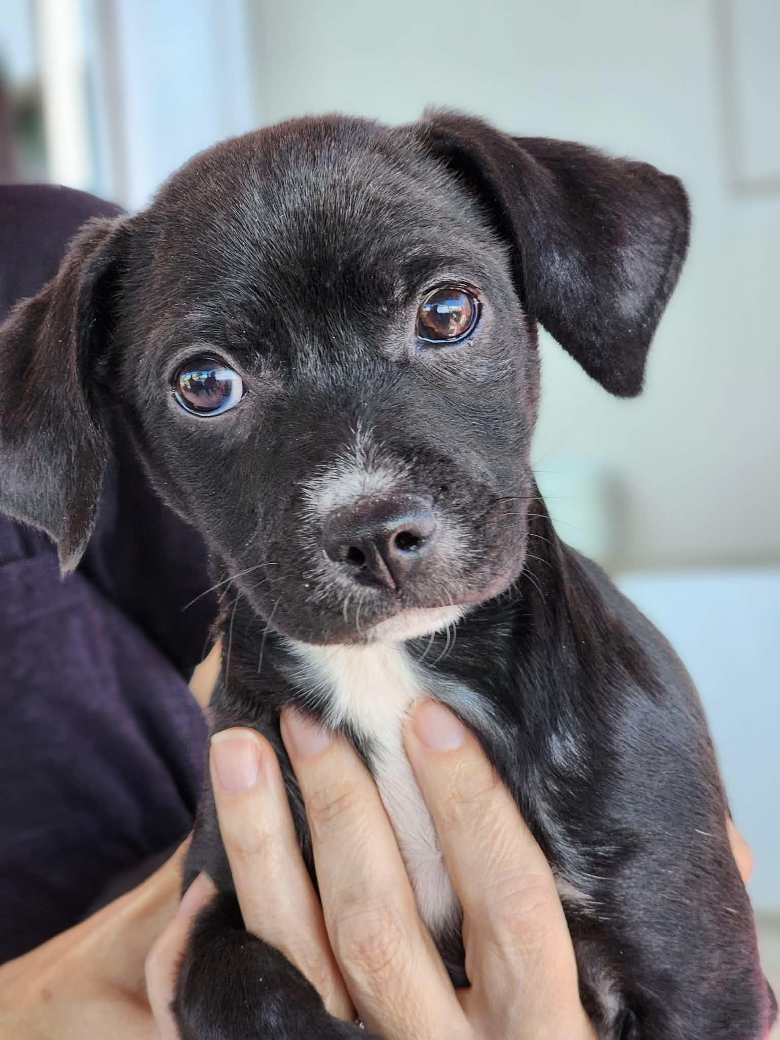Enlarge Brooks, an adopted mixed breed in Corona Del Mar, CA image 1/4