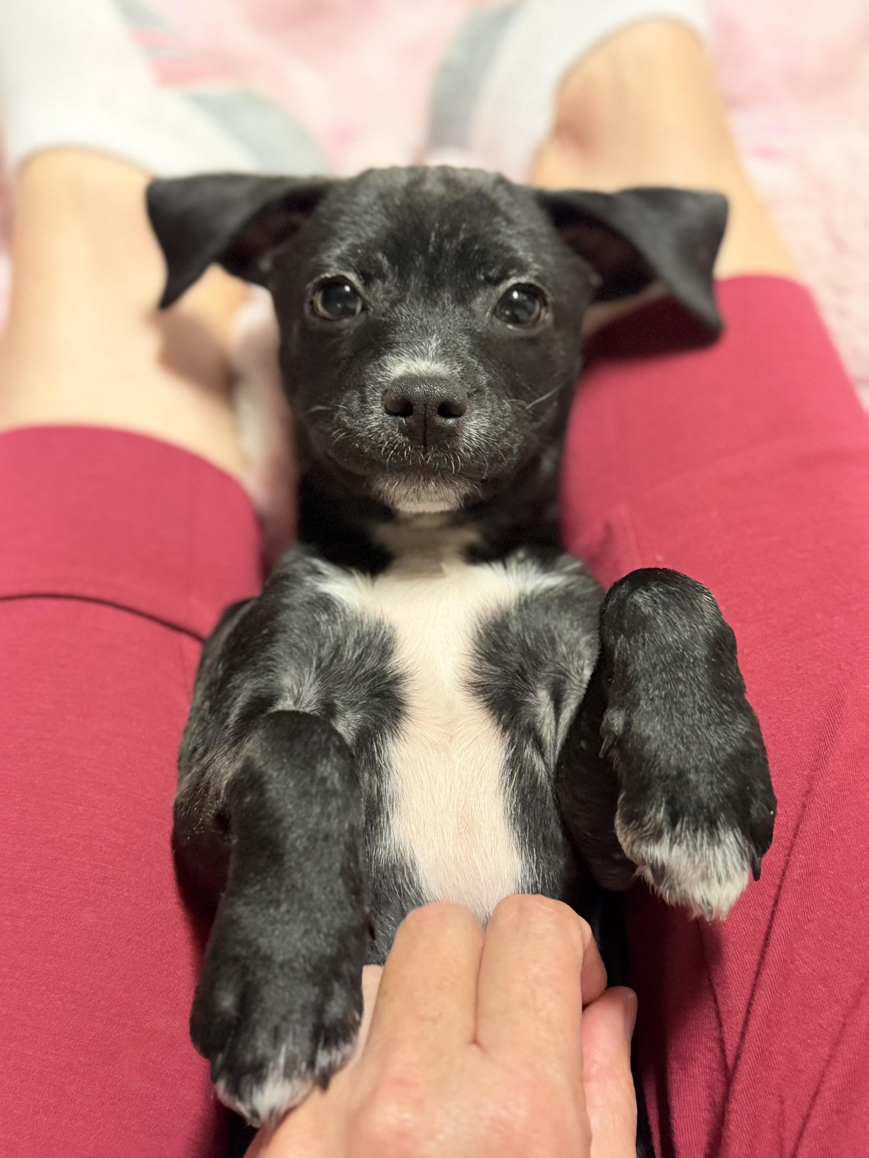 Enlarge Brooks, an adopted mixed breed in Corona Del Mar, CA image 3/4