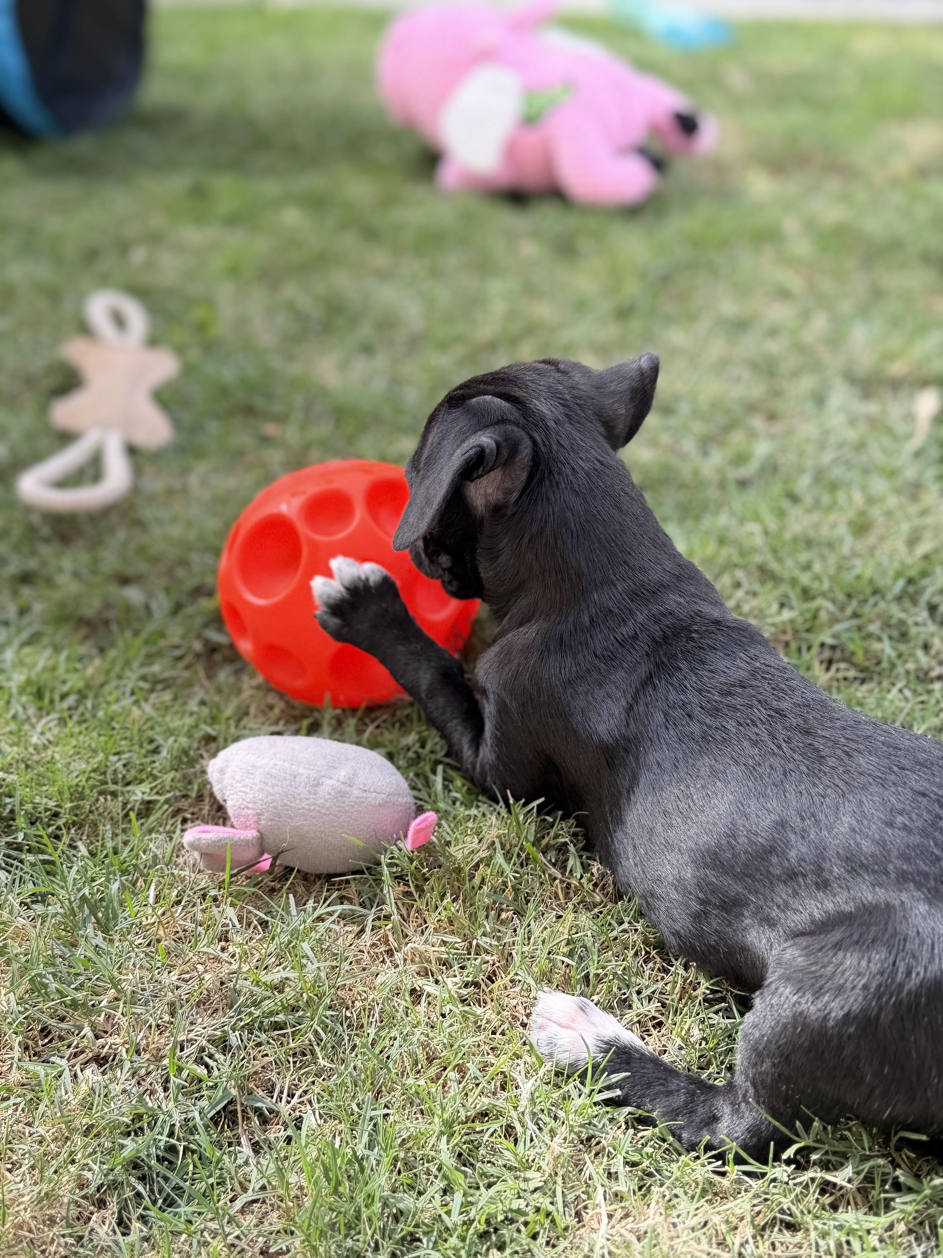 Enlarge Brooks, an adopted mixed breed in Corona Del Mar, CA image 4/4