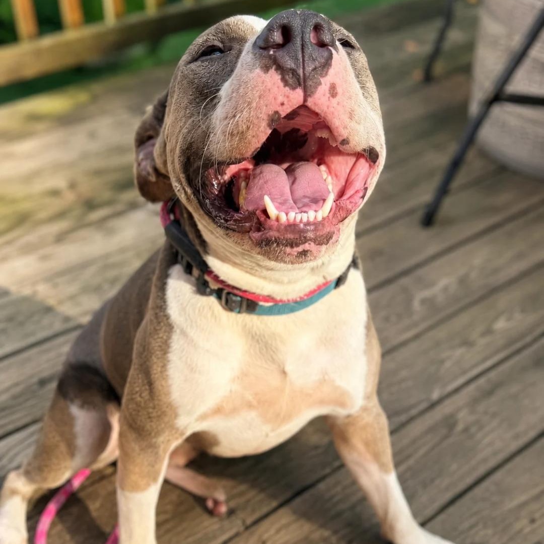 Enlarge Oren, a ADOPTABLE Mixed Breed in CAPE MAY, NJ image 4/6