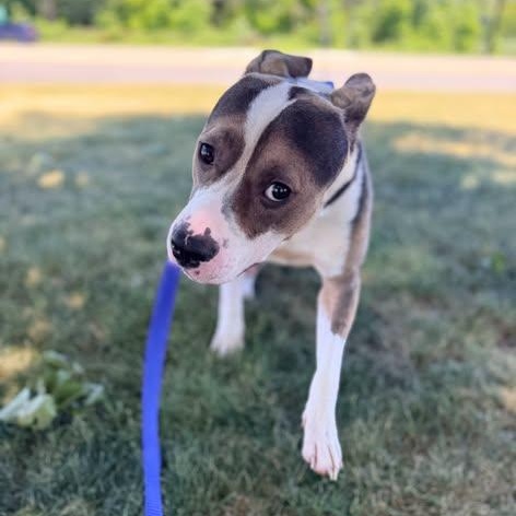 Enlarge Oren, a ADOPTABLE Mixed Breed in CAPE MAY, NJ image 3/6