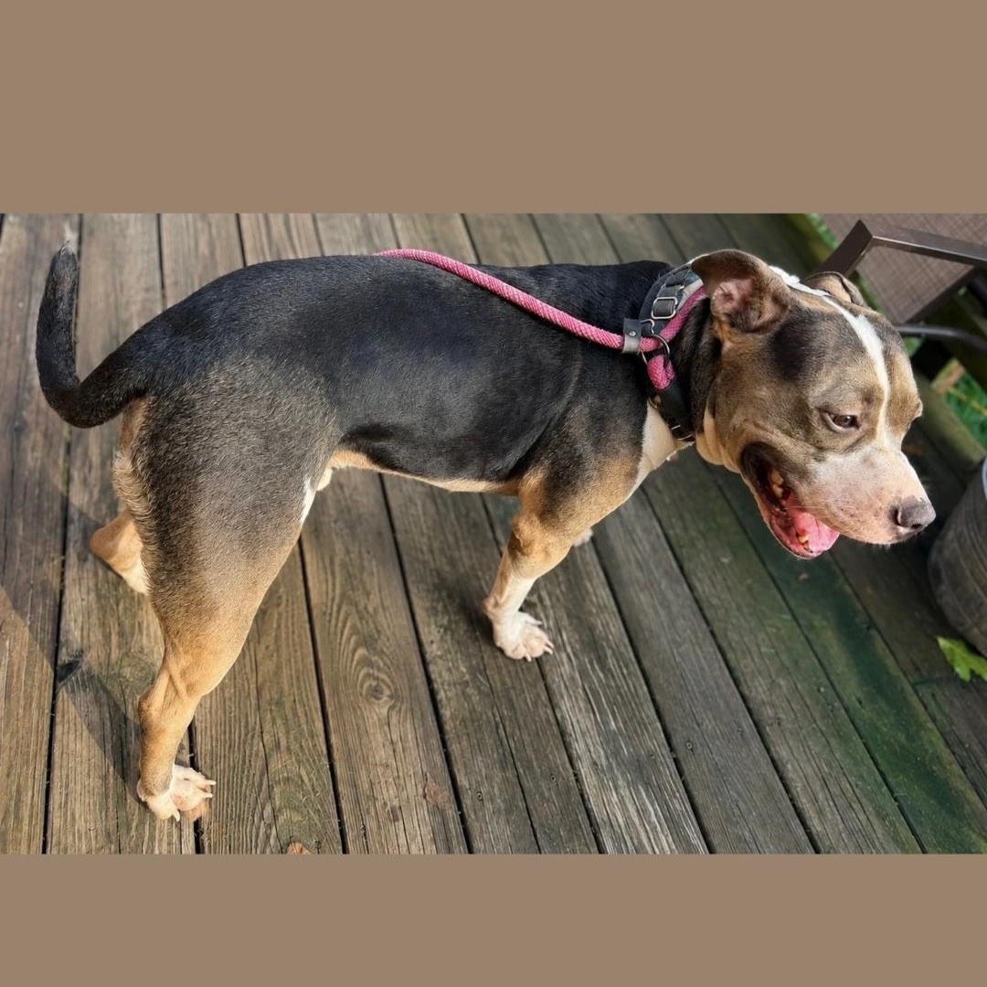Enlarge Oren, a ADOPTABLE Mixed Breed in CAPE MAY, NJ image 6/6