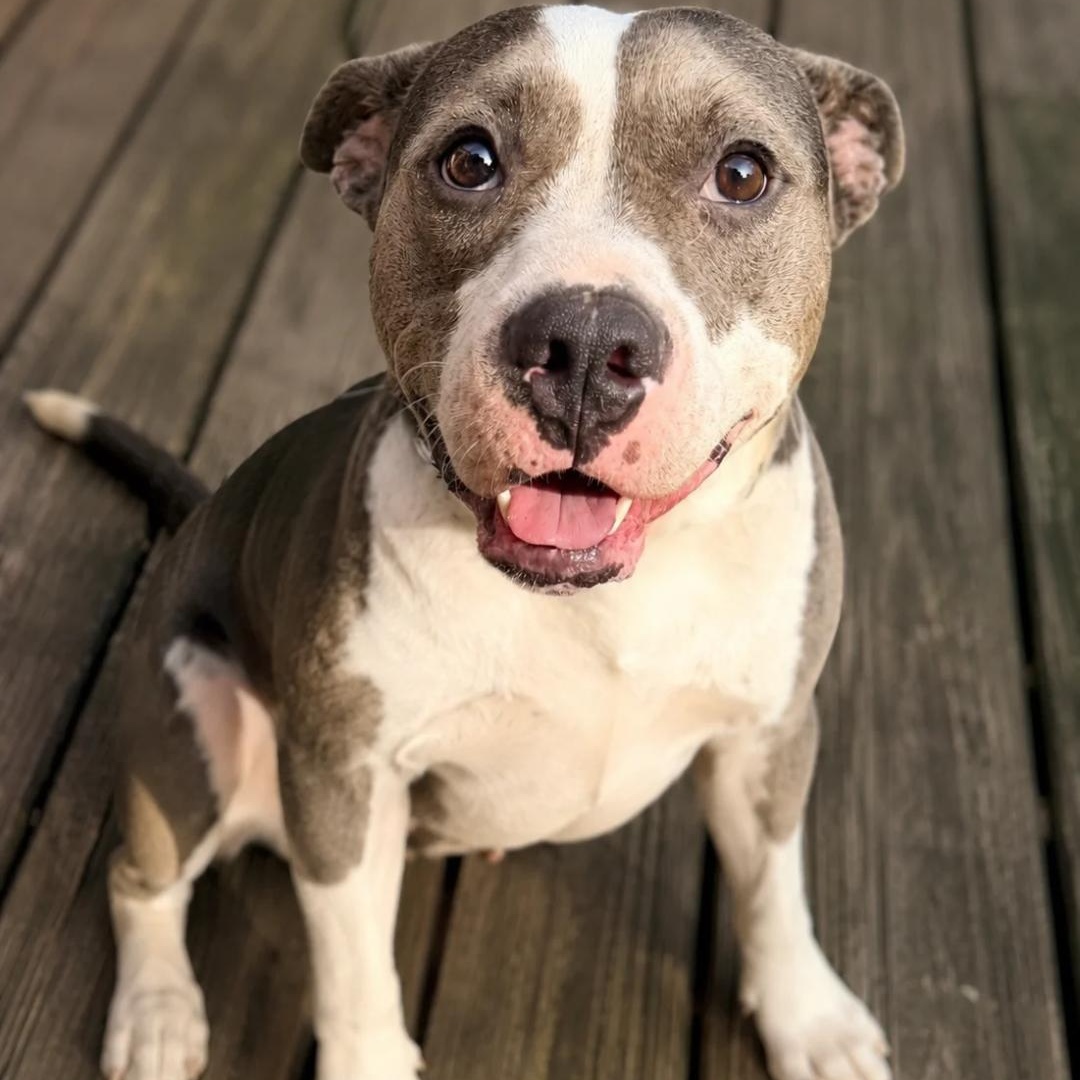Enlarge Oren, a ADOPTABLE Mixed Breed in CAPE MAY, NJ image 2/6